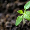 Close-up of a small green seedling with three leaves emerging from dark, blurred soil. The image conveys growth and new beginnings.