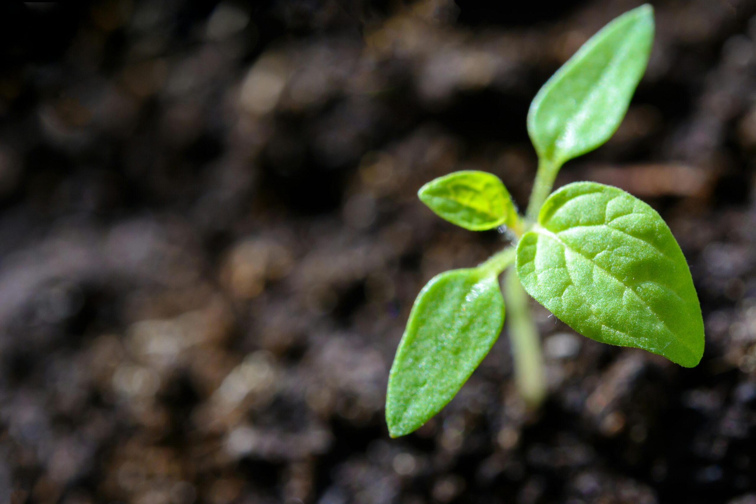 Close-up of a small green seedling with three leaves emerging from dark, blurred soil. The image conveys growth and new beginnings.